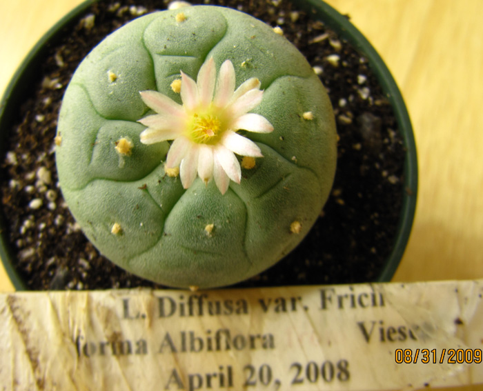 Lophophora Diffusa var. fricii forma albiflora